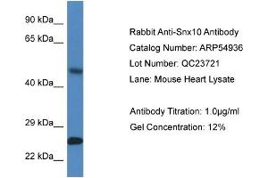 Image no. 1 for anti-Sorting Nexin 10 (SNX10) (Middle Region) antibody (ABIN2785961)