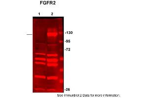 Image no. 2 for anti-Fibroblast Growth Factor Receptor 2 (FGFR2) (C-Term) antibody (ABIN2788319)