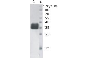 Image no. 1 for anti-Deoxyribonuclease I (DNASE1) antibody (ABIN956420)