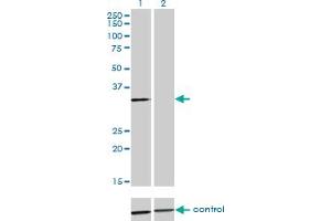 Image no. 2 for anti-Annexin A3 (ANXA3) (AA 1-323) antibody (ABIN559876)