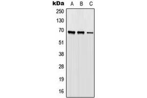 Image no. 1 for anti-Origin Recognition Complex Subunit 2 (ORC2) (Center) antibody (ABIN2706736)