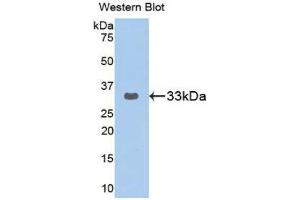 Image no. 1 for anti-GRB2-Related Adaptor Protein 2 (GRAP2) (AA 77-325) antibody (ABIN1859064)