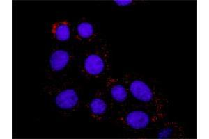 Proximity Ligation Assay (PLA) image for FYN & CTNNB1 Protein Protein Interaction Antibody Pair (ABIN1339897)