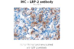 Image no. 1 for anti-Low Density Lipoprotein Receptor-Related Protein 2 (LRP2) (C-Term) antibody (ABIN489939)
