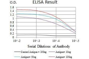 Image no. 1 for anti-Epidermal Growth Factor Receptor (EGFR) (AA 693-893), (Mutant) antibody (ABIN1724825)