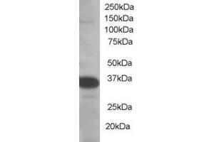 Image no. 2 for anti-Single-Strand-Selective Monofunctional Uracil-DNA Glycosylase 1 (SMUG1) (N-Term) antibody (ABIN185204)