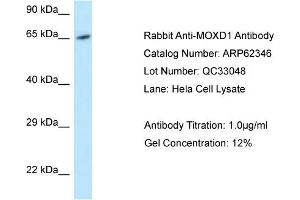 MOXD1 anticorps  (C-Term)