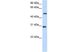 Image no. 1 for anti-Zinc Finger Protein 138 (ZNF138) (N-Term) antibody (ABIN2783045)