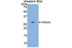 Image no. 1 for anti-Mitogen-Activated Protein Kinase Kinase Kinase Kinase 5 (MAP4K5) (AA 9-231) antibody (ABIN1859750)