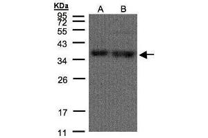 Image no. 6 for anti-Heterogeneous Nuclear Ribonucleoprotein A1 (HNRNPA1) (Center) antibody (ABIN2856277)