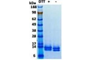 Image no. 1 for Cystatin C (CST3) (Active) protein (ABIN1304460)