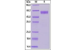 Image no. 2 for CD28 (CD28) (AA 19-152) protein (Fc Tag) (ABIN6253537)