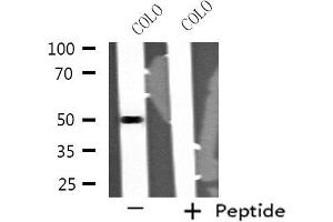 Image no. 1 for anti-serine/threonine Kinase 24 (STK24) (N-Term) antibody (ABIN6259111)