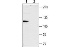 anti-Transient Receptor Potential Cation Channel, Subfamily C, Member 6 (TRPC6) (AA 24-38), (Intracellular), (N-Term) antibody