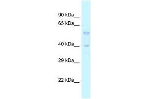 Image no. 1 for anti-Transforming Growth Factor, beta 3 (TGFB3) (Middle Region) antibody (ABIN928085)