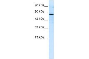 Image no. 1 for anti-RUN and FYVE Domain Containing 3 (RUFY3) (C-Term) antibody (ABIN927486)