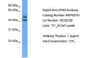 Image no. 2 for anti-Opsin 3 (OPN3) (C-Term) antibody (ABIN2788213)