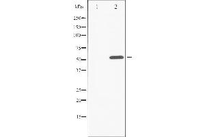 Image no. 3 for anti-Activating Transcription Factor 2 (ATF2) (pThr55), (pThr73) antibody (ABIN6255708)