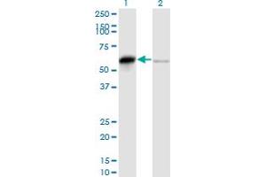 Image no. 3 for anti-SERPINE1 mRNA Binding Protein 1 (SERBP1) (AA 1-402) antibody (ABIN565230)