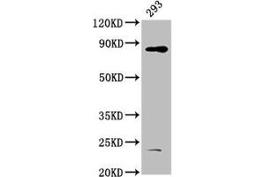 Western Blot Positive WB detected in: 293 whole cell lysate All lanes: HOOK3 antibody at 4.