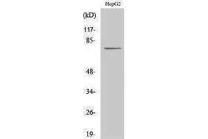 Image no. 1 for anti-CAP-GLY Domain Containing Linker Protein Family, Member 4 (CLIP4) (Internal Region) antibody (ABIN3183959)