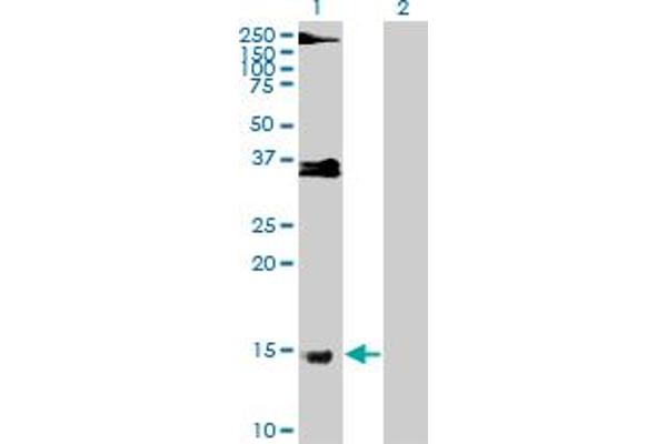PRM1 antibody  (AA 1-51)