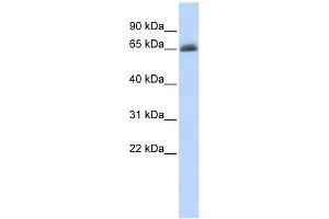 Image no. 1 for anti-UDP Glucuronosyltransferase 2 Family, Polypeptide B15 (UGT2B15) (N-Term) antibody (ABIN636105)