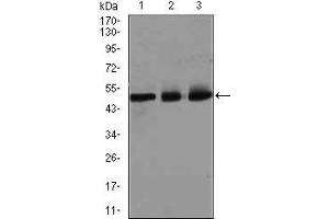 Image no. 5 for anti-E2F Transcription Factor 1 (E2F1) (AA 69-223) antibody (ABIN969516)