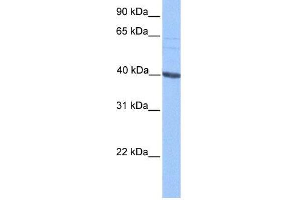 anti-Protein AF-9 (MLLT3) (C-Term) antibody
