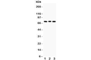 Pkc beta 1 Antikörper  (AA 542-671)