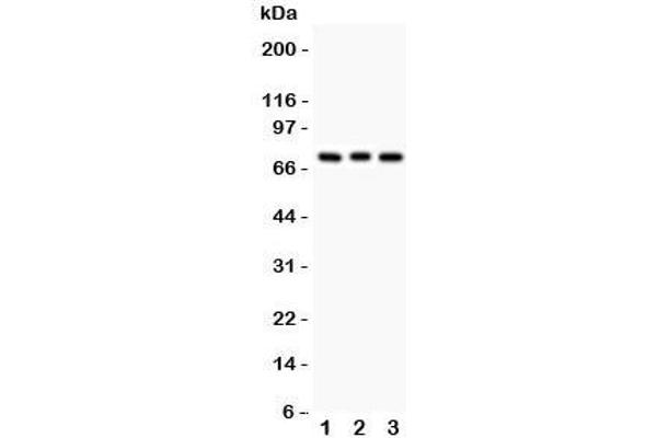 Pkc beta 1 anticorps  (AA 542-671)