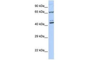 Image no. 1 for anti-Zinc Finger Protein 324 (ZNF324) (AA 180-229) antibody (ABIN6740513)