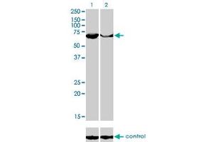 anti-3'-phosphoadenosine 5'-phosphosulfate Synthase 2 (PAPSS2) (AA 513-612) antibody
