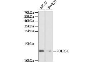 Image no. 1 for anti-Polymerase (RNA) III (DNA Directed) Polypeptide K, 12.3 KDa (POLR3K) antibody (ABIN6145942)