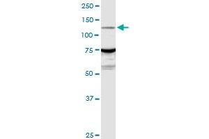 Image no. 1 for anti-rho Guanine Nucleotide Exchange Factor (GEF) 1 (ARHGEF1) (AA 1-912) antibody (ABIN522594)