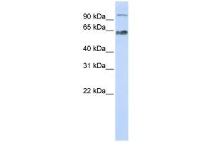 Image no. 1 for anti-MAU2 Sister Chromatid Cohesion Factor (MAU2) (Middle Region) antibody (ABIN2786102)