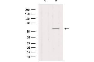 Image no. 2 for anti-Cholinergic Receptor, Nicotinic, gamma (CHRNG) (N-Term) antibody (ABIN6260828)
