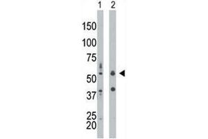 Image no. 1 for anti-Eukaryotic Translation Initiation Factor 2-alpha Kinase 2 (EIF2AK2) (AA 11-42) antibody (ABIN3030884)