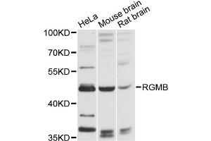 anti-RGM Domain Family, Member B (RGMB) antibody