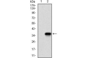 Image no. 6 for anti-Twist Homolog 1 (Drosophila) (TWIST1) (AA 9-74) antibody (ABIN1842915)
