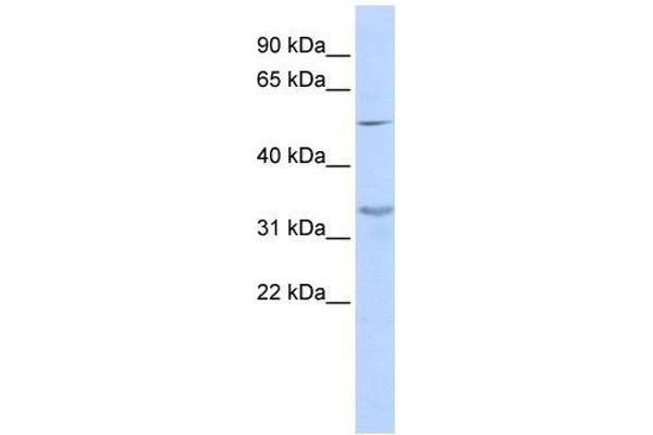 ZNF765 antibody  (Middle Region)