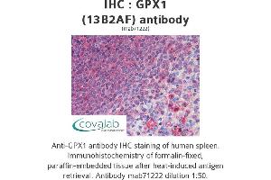 Image no. 1 for anti-Glutathione Peroxidase 1 (GPX1) antibody (ABIN1724401)