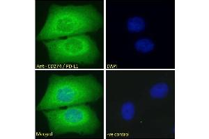 Image no. 7 for anti-CD274 (PD-L1) (C-Term) antibody (ABIN185339)