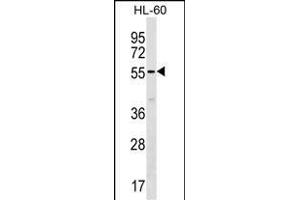 SM50 Antibody (Center) (ABIN1537915 and ABIN2838212) western blot analysis in HL-60 cell line lysates (35 μg/lane).