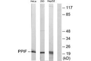 Image no. 1 for anti-Peptidylprolyl Isomerase F (PPIF) (AA 86-135) antibody (ABIN1533690)