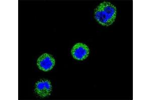 Image no. 7 for anti-CD1e (CD1e) (AA 184-212) antibody (ABIN3030538)