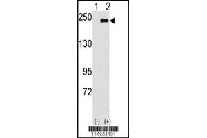 Image no. 1 for anti-Sperm Associated Antigen 9 (SPAG9) (N-Term) antibody (ABIN2503404)