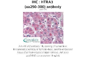 Image no. 1 for anti-HtrA Serine Peptidase 3 (HTRA3) (AA 250-300) antibody (ABIN1735628)