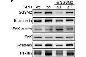 Image no. 13 for anti-Catenin, beta (CATNB) (N-Term) antibody (ABIN2855042)