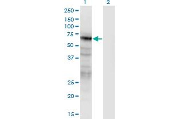 Pannexin 2 antibody  (AA 133-219)